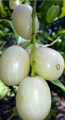 White Jamun Plants